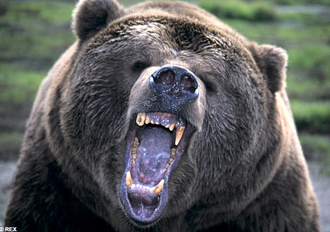 'TTT 9: Bear Hugz'