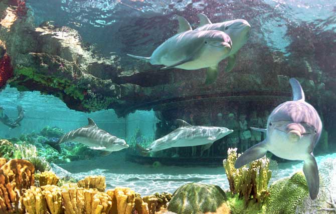 'TTT 275: Animal Kingdom'