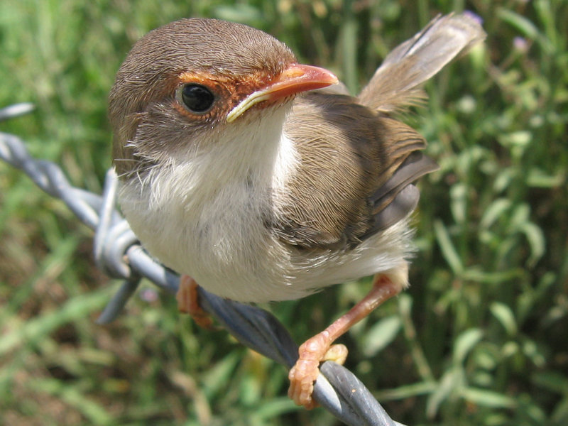 'TTT 105: Dirty Birds'