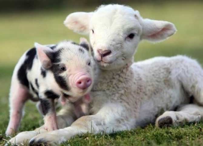 'TTT 381: Road Hogs'