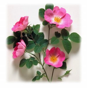 'TTT 54: Mild Roses'